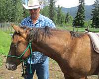 all-around-appaloosa-horse