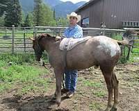 breeding-appaloosa-horse