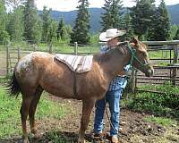 homozygous-appaloosa-horse