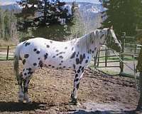 trail-appaloosa-horse