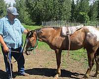 trail-riding-appaloosa-horse