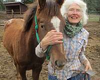 working-cow-appaloosa-horse