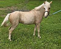 blaze-back-white-socks-horse