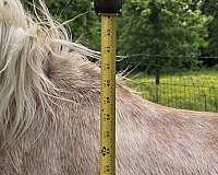 palomino-shetland-pony-filly