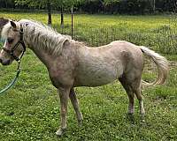 palomino-blaze-back-white-socks-horse