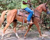 experienced-mare-horse