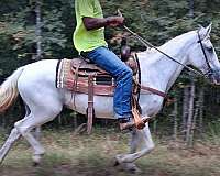 17-year-old-mare-paso-fino-horse