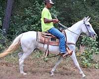 142-hands-paso-fino-horse