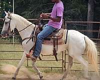 reliable-horse-paso-fino