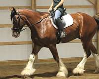 beautiful-clydesdale-horses-gelding