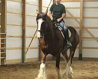 white-strip-horse