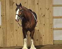 companion-clydesdale-horse