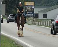 driving-clydesdale-horse