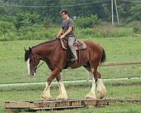 english-pleasure-clydesdale-horse
