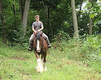 mounted-patrol-clydesdale-horse