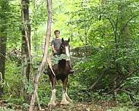 pleasure-driving-clydesdale-horse
