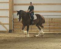 ridden-english-clydesdale-horse