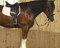 athletic-clydesdale-horse