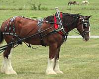 husband-safe-clydesdale-horse