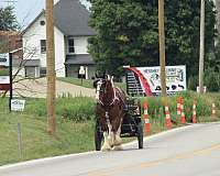parade-clydesdale-horse