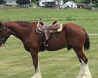 boy-clydesdale-horse
