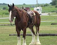 buck-clydesdale-horse