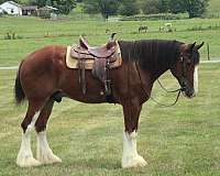 call-clydesdale-horse