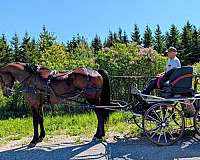animals-cleveland-bay-horse