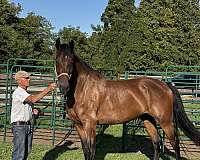 around-cleveland-bay-horse