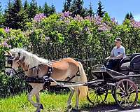 encountered-haflinger-horse