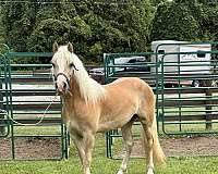 facebook-haflinger-horse
