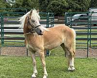 girl-haflinger-horse