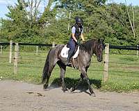 english-pleasure-draft-horse