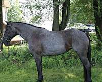 all-around-draft-horse
