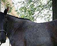 dressage-draft-horse