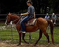 142-hands-horse