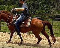 143-hands-horse