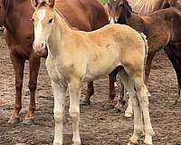black-belgian-foal