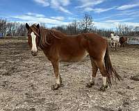 black-draft-foal
