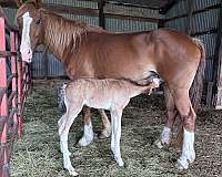 clydesdale-foal