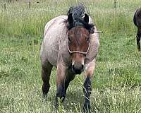 ranch-percheron-quarter-horse