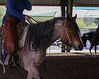 trail-percheron-quarter-horse