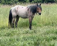 working-percheron-quarter-horse