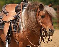 driving-pony