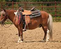 beginner-pony