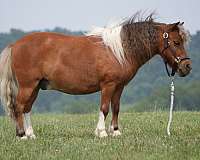 trail-riding-pony