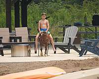 trail-pony
