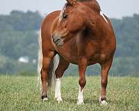 youth-pony