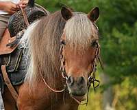 pinto-all-around-pony