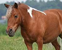 pinto-pony-gelding